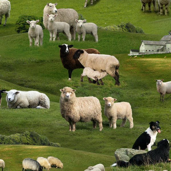 Farm Animals, SHEEP GREEN
