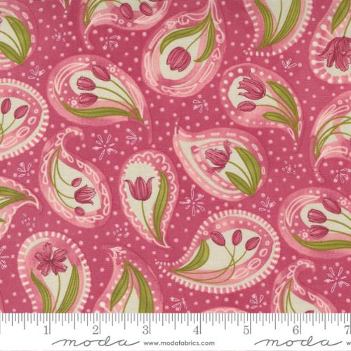 Tulip Tango Tulpe 48711