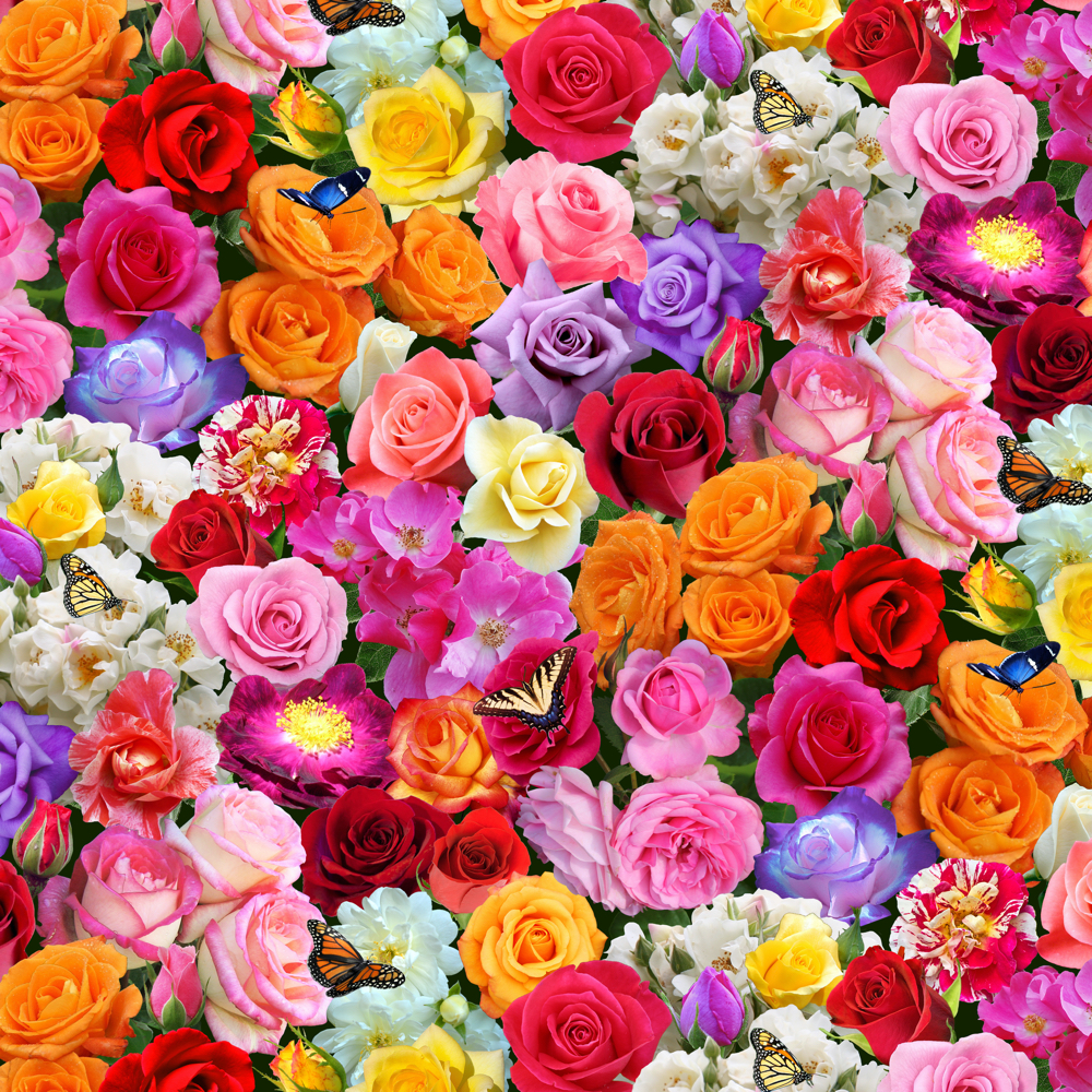 BURST Of Colour, Roses Multi